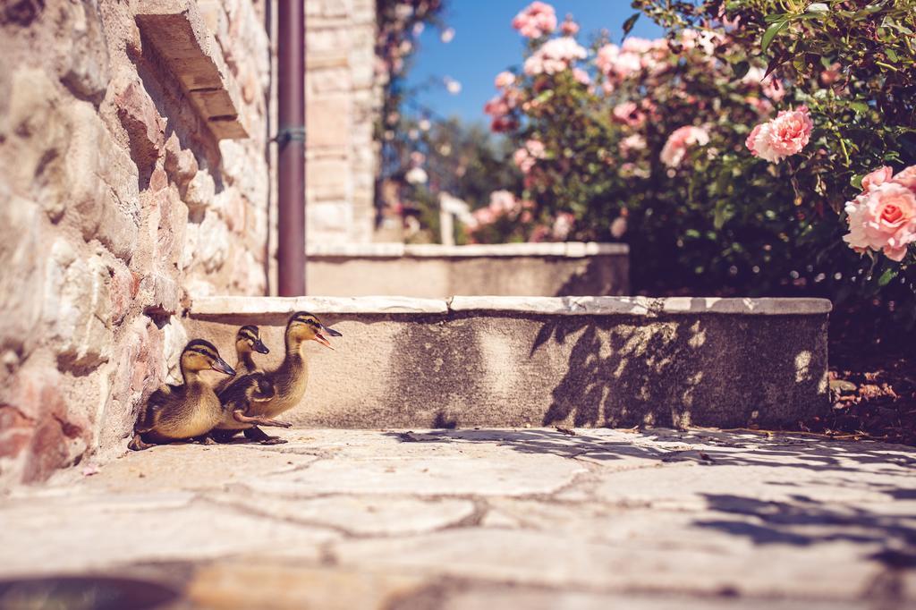 פוסומברונה Agriturismo Casal San Sergio מראה חיצוני תמונה
