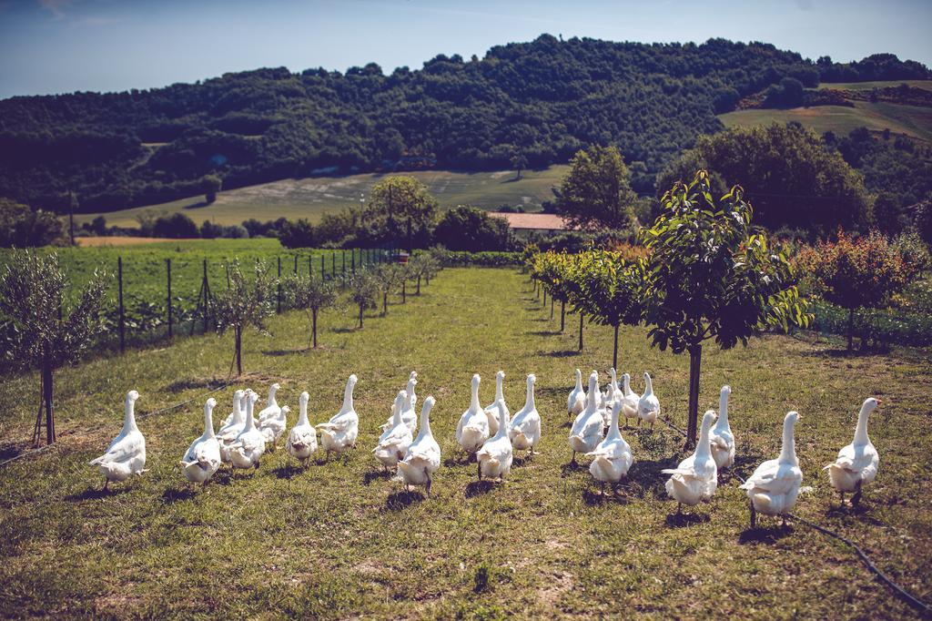 פוסומברונה Agriturismo Casal San Sergio מראה חיצוני תמונה